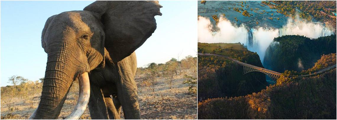 Elephant Relocation in Victoria Falls