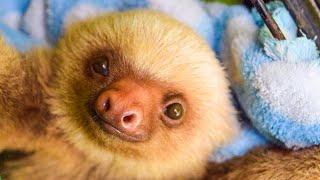 An Interview With The Volunteers On The Sloth Conservation And Wildlife Experience!
