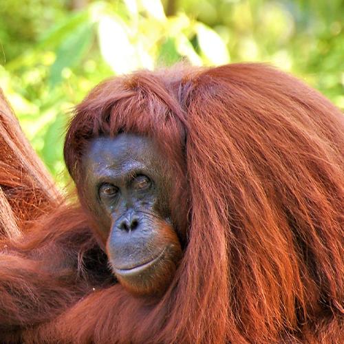 Linda's Samboja Lestari Orangutan Adventure 