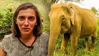 Filipa's Experience Of The Great Elephant Project! 
