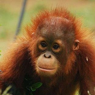 Young orangutans released into their new enclosure at Ketapang