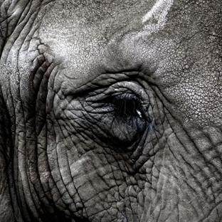 The Truth About The Ivory Trade - Only 50,000 Asian Elephants Left In The Wild