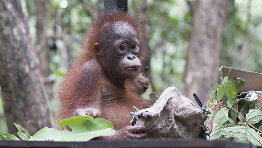 An Update From The IAR Orangutan Project!