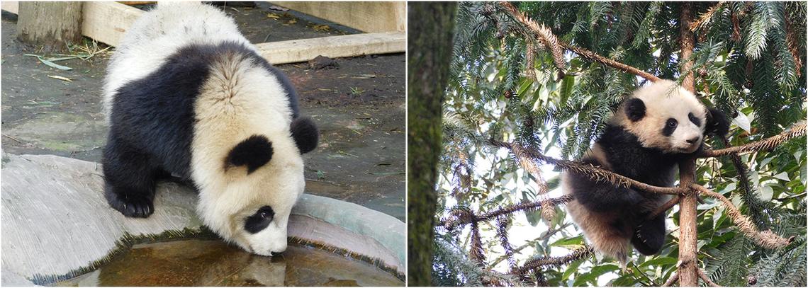 Panda Conservation Volunteer Projects | The Great Projects