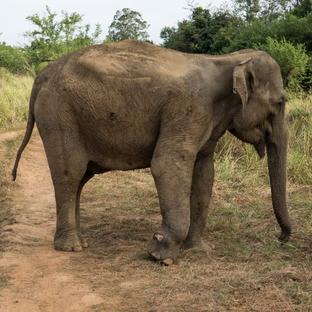 Update From The Great Elephant Project - Night Watchman Māma’s House Was Eleraided! 