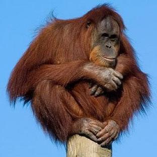 More than just an Orangutan Holiday