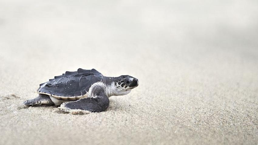 ​A Day In The Life Of A Costa Rica Turtle Conservation Volunteer!