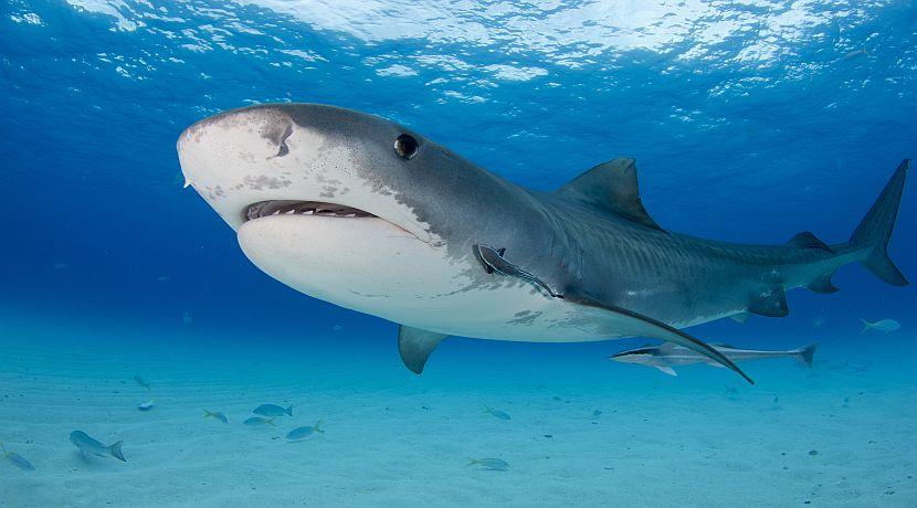Types of Shark - 5 You May Not Know Much About!