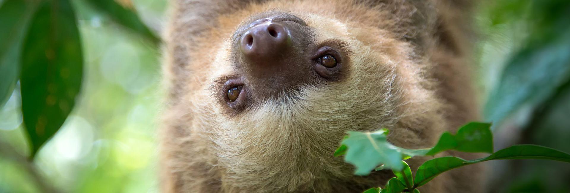 Working With Sloths