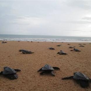 Sea Turtle Project Numbers in the Indian Ocean 