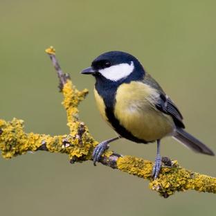 International Dawn Chorus Day - Did You Know It Isn't Just Birds That Sing? 