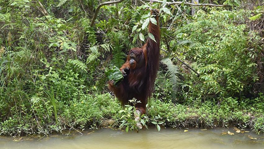 An Update from the Samboja Lestari Orangutan Project!