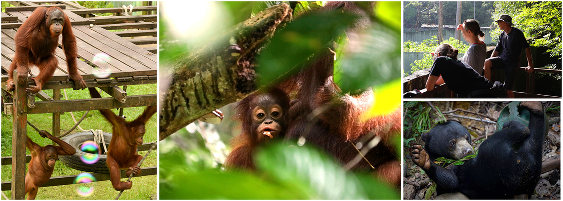 The Great Orangutan Project