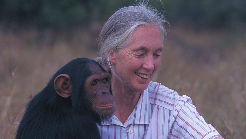 Celebrate The 83rd Birthday of Legendary Primatologist, Jane Goodall