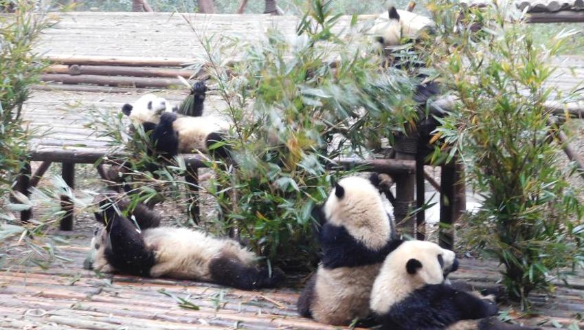 Check Out Our Latest Volunteer Update From The Panda Volunteer Experience In China - In Pictures! 