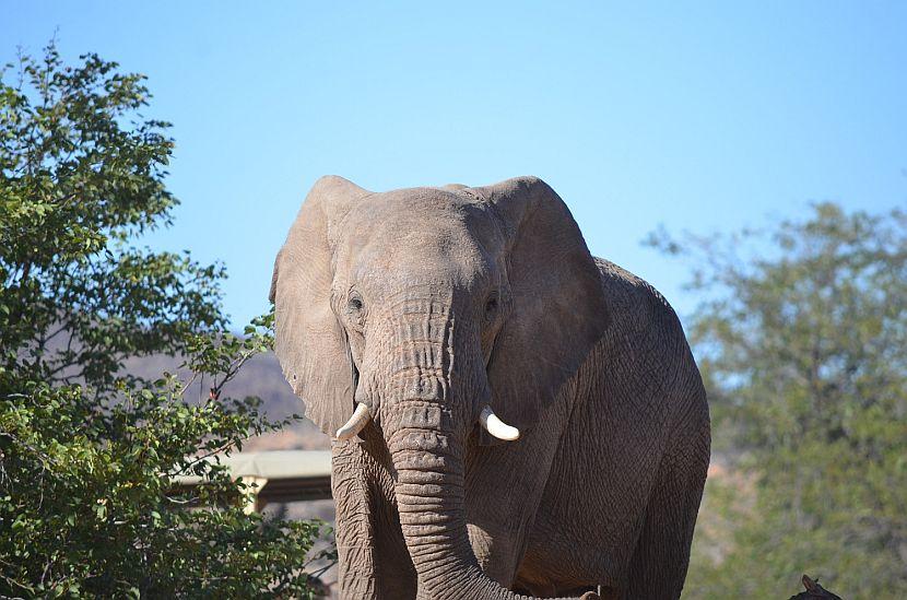 Namibian Elephant
