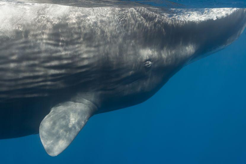 Blue Whales In The Indian Ocean 