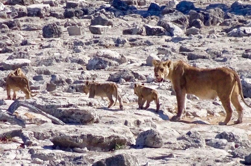 Lion and cubs at Etosha National Park