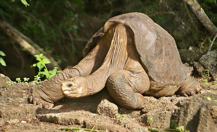 16 Endangered Animals: A Timeline | The Great Projects 16 Endangered Animals: A Timeline | The Great Projects