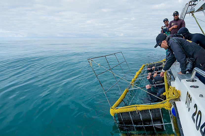 Cage Diving South Africa