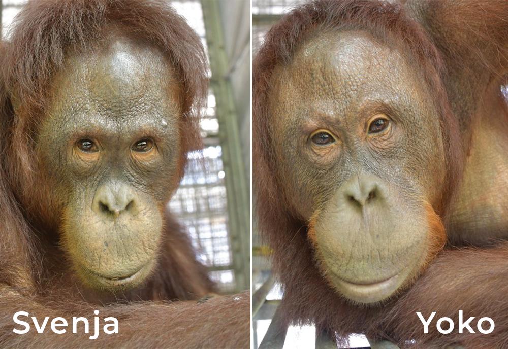 Svenja and Yoko Orangutans 
