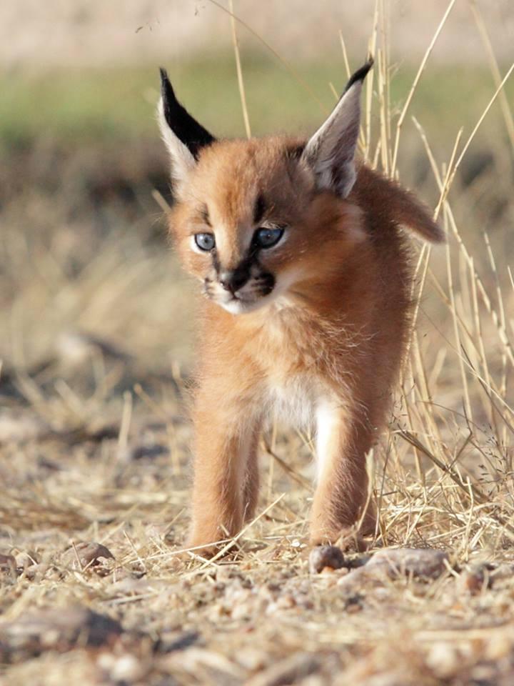 Misty the caracal in Namibia
