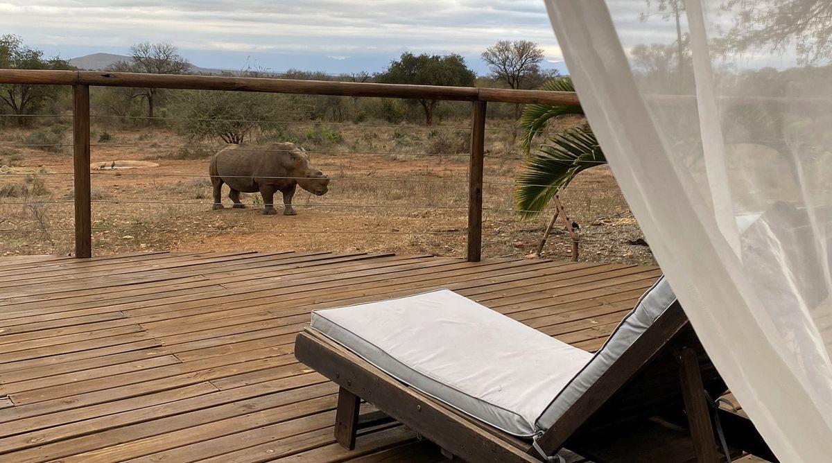 Josh the Rhino @ SanWild Sanctuary & Reserve