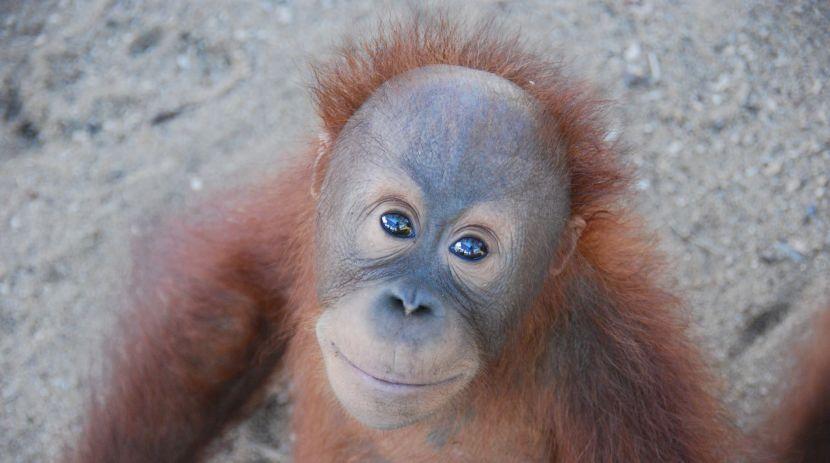 baby orangutan at the International Animal Rescue Centre Borneo 