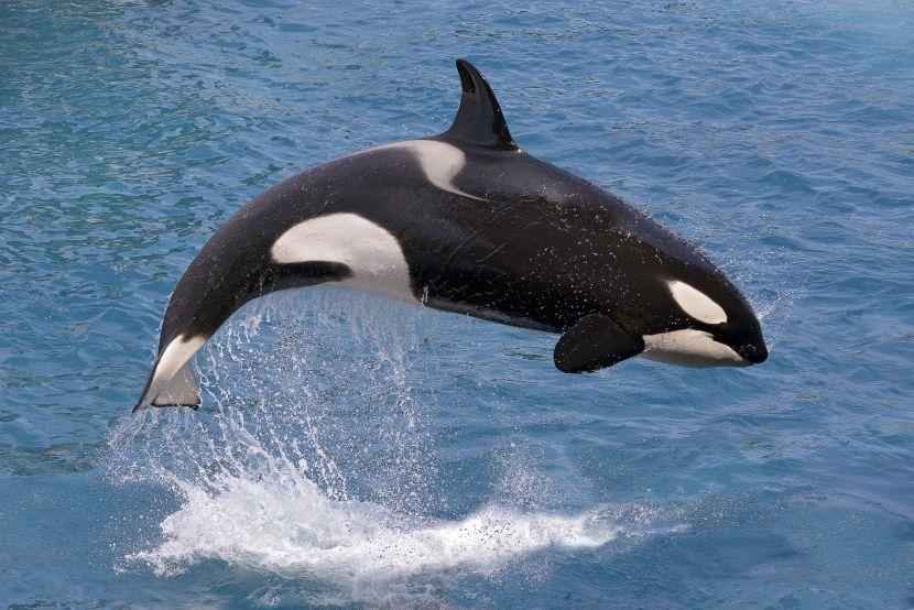killer whale jumping out of the water (orca) 