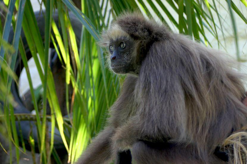 is the brown spider monkey endangered?