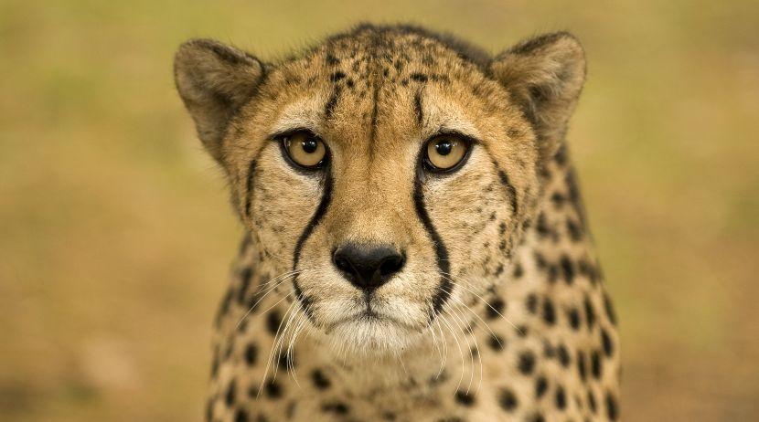 Cheetah - Volunteer With Big Cats