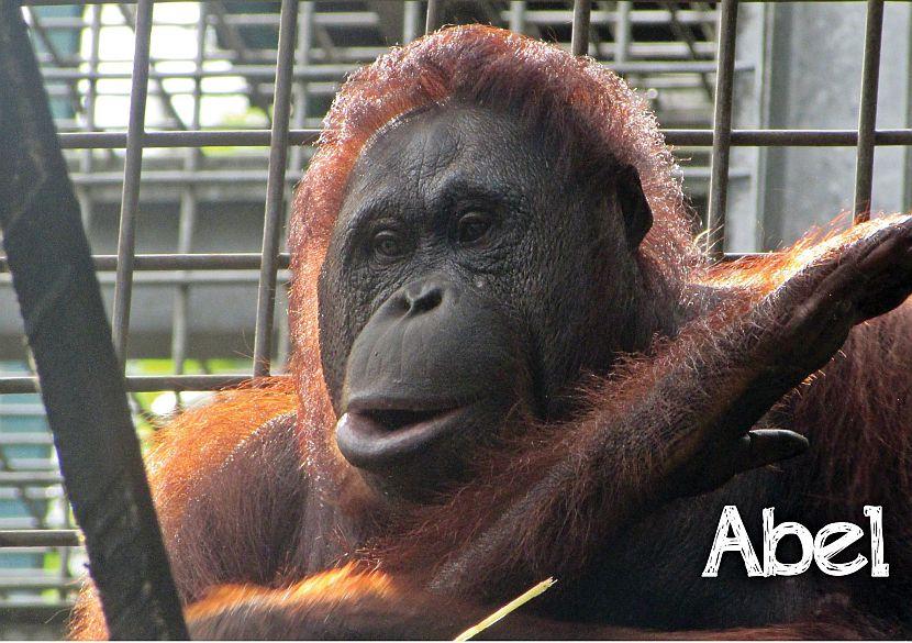 Abel the orangutan