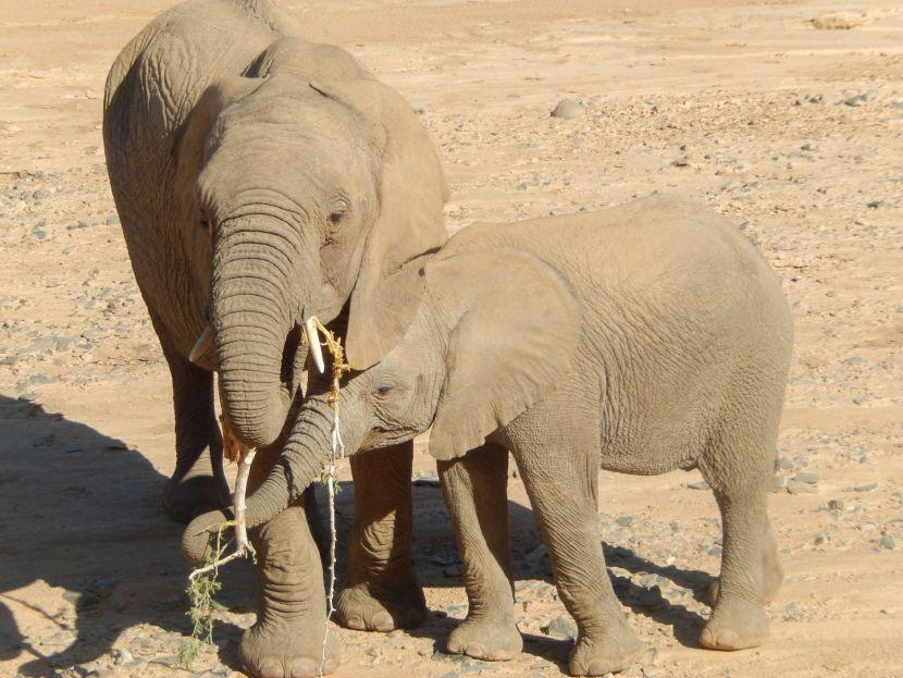 Desert Elephants In Namibia 