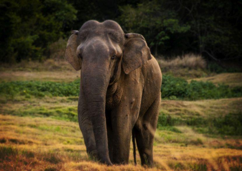 Wild Asian Elephant In Sri Lanka