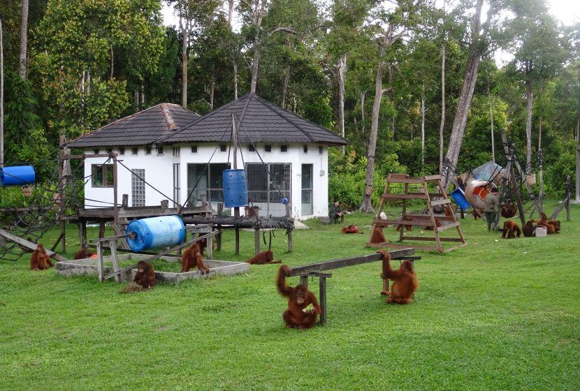 Baby Orangutan Playground