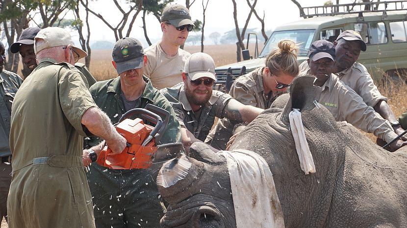 Rhino Dehorning Zimbabwe