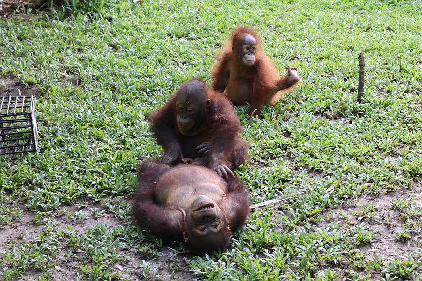 Orangutan Volunteers Are Needed