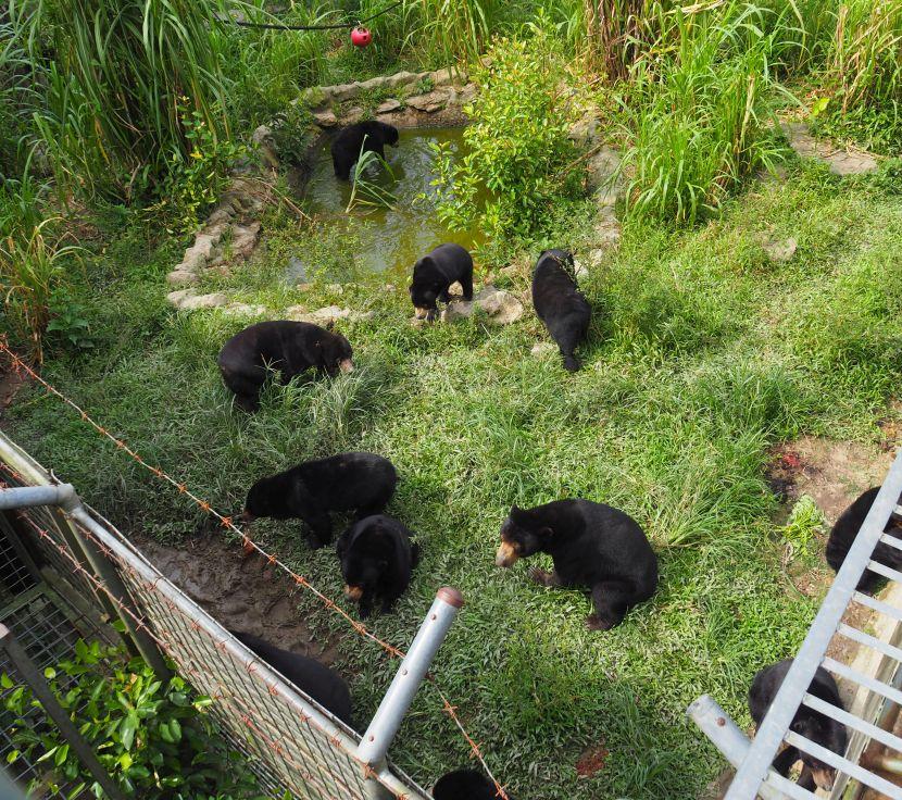 endangered sun bear enclosure 