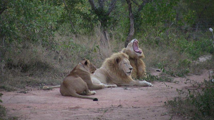 3 White Lions in South Africa