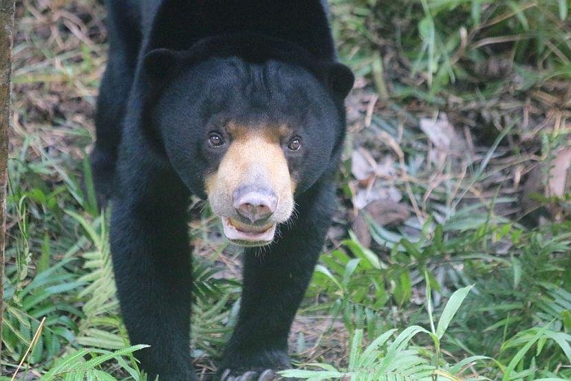 Winnie The Borneo Sun Bear