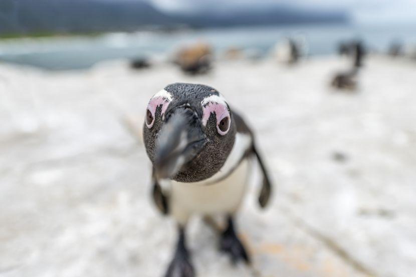 South Africa Penguin