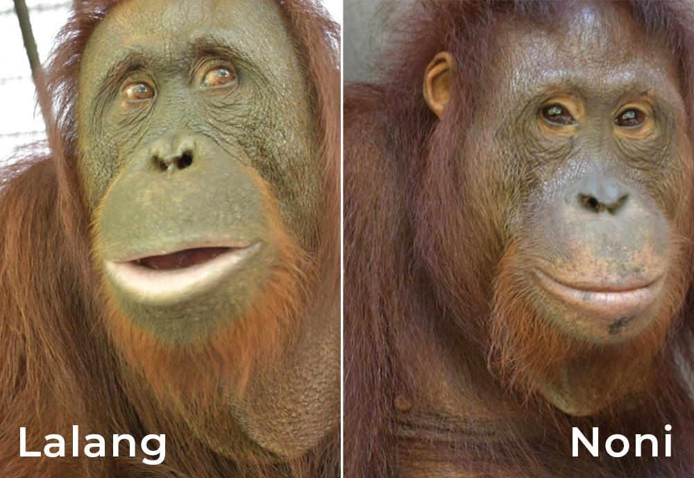 Lalang and Noni Orangutans 