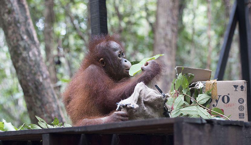Baby orangutan eating