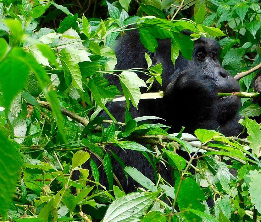Ugandan Gorilla
