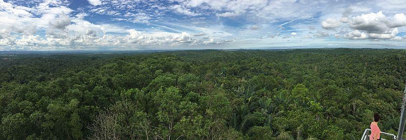 Borneo Rainforest