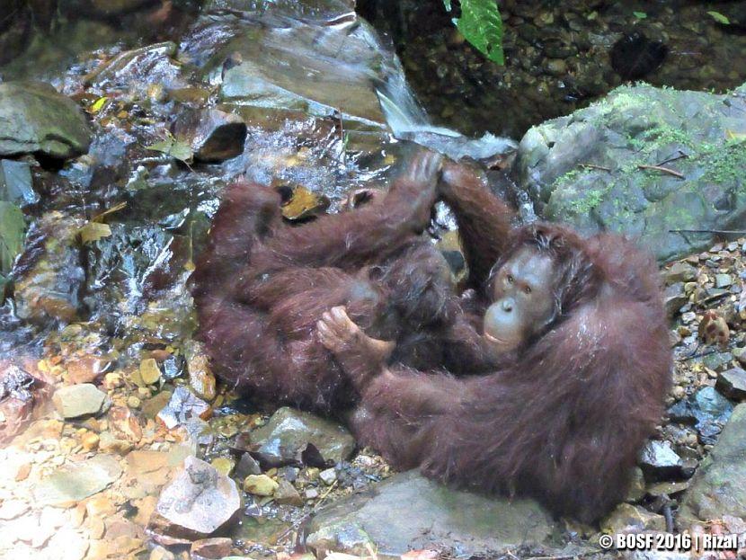 Orangutans Playing