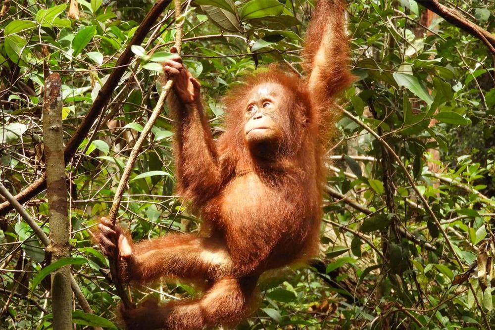 Baby Orangutan Tree Climbing