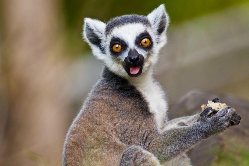 lemurs pf madagascar