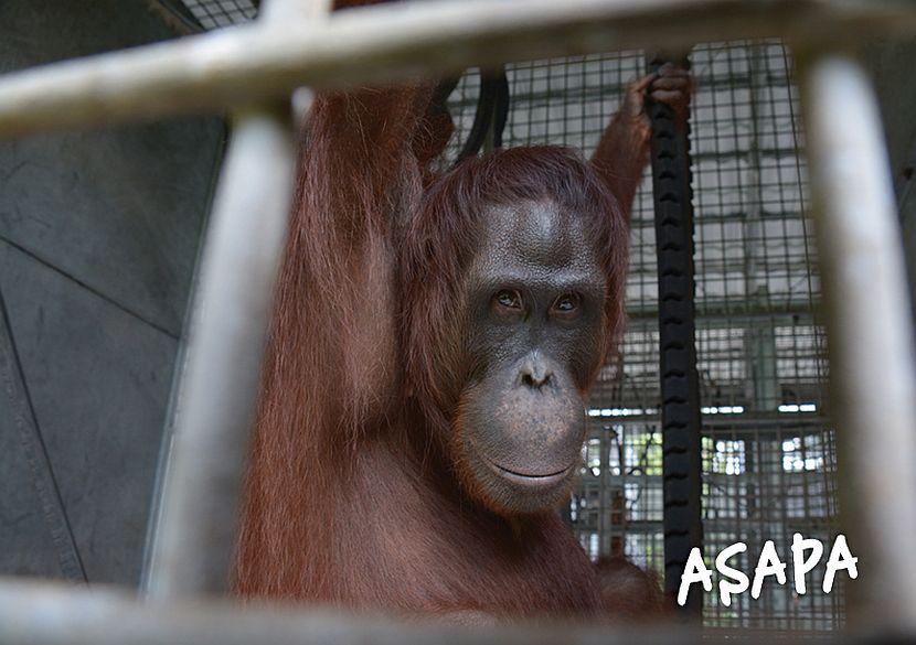 Asapa the orangutan