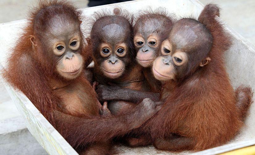 Bundle of orangutans